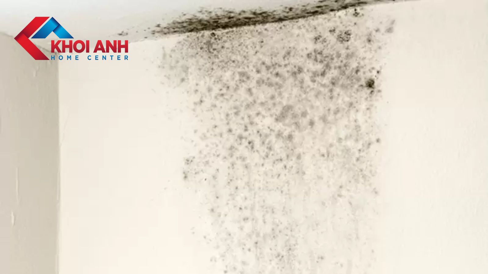 Tường bị ẩm mốc phải làm sao? 9 cách xử lý hiệu quả, ít tốn kém nhất