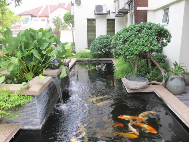 Vì sao chống thấm hồ cá Koi lại quan trọng?