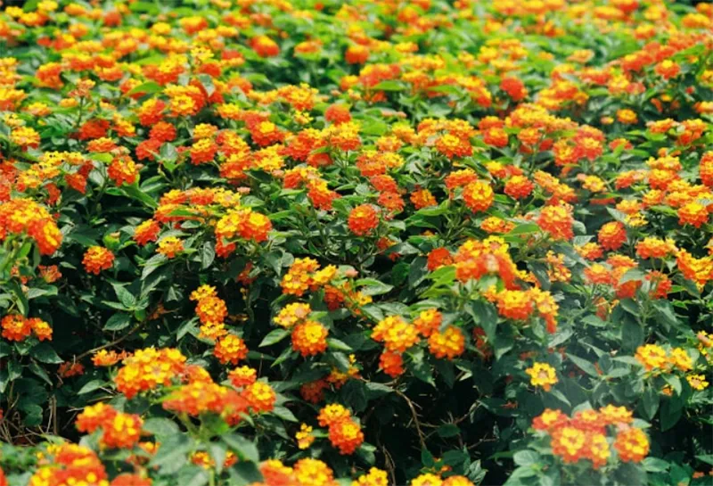 Cây hoa ngũ sắc